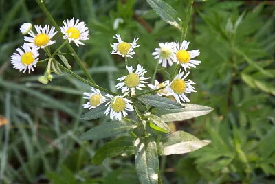 פאזל של fiore di camomilla