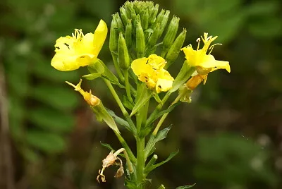 פאזל של fiore giallo
