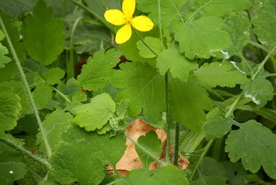 פאזל של fiore giallo