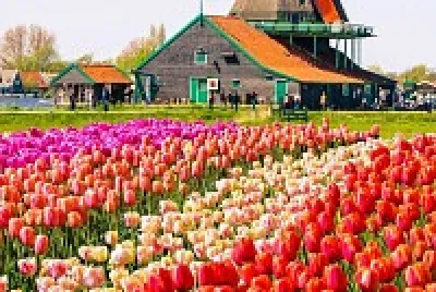 Tulipanes