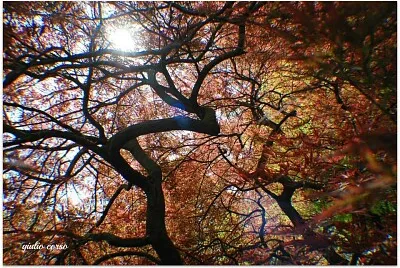 natura veronese jigsaw puzzle