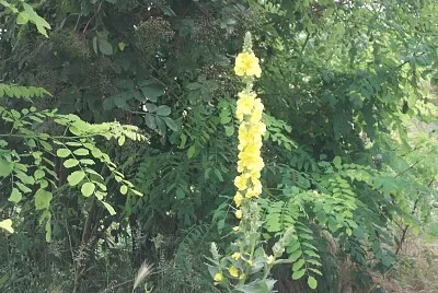 פאזל של fiore selvatico