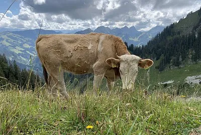 Kuh auf der Alp