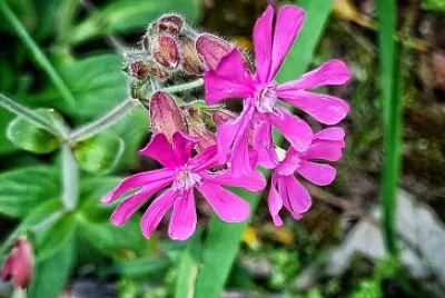 fleur