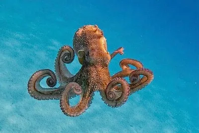 CIAO...POLPETTINA jigsaw puzzle