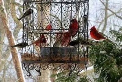 animales