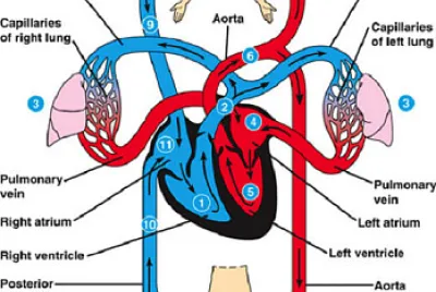 Circulatory System