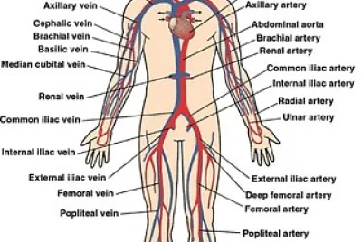 Major Veins and Arteries
