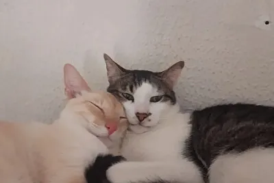 Gato