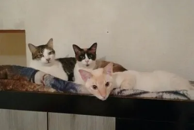 Smaug/shiro/Princesa