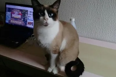 Princesa
