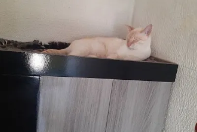 Shiro