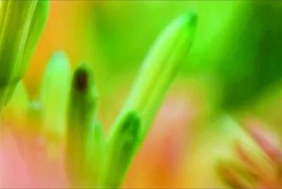 פאזל של 花賞