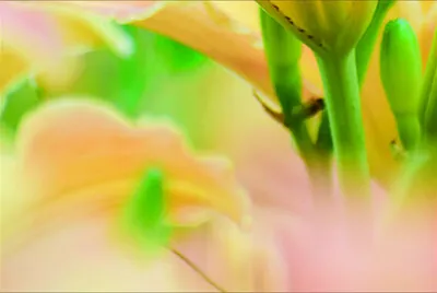 פאזל של 花賞