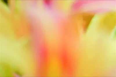 花賞