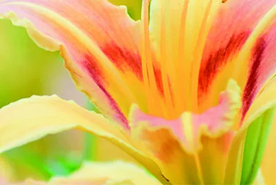 פאזל של 花賞