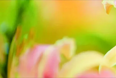 פאזל של 花賞