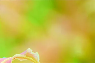 פאזל של 花賞