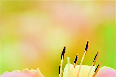 פאזל של 花賞