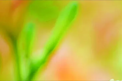 פאזל של 花賞