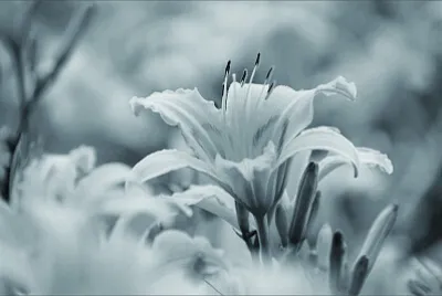 פאזל של 花賞