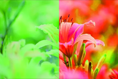 פאזל של 花賞
