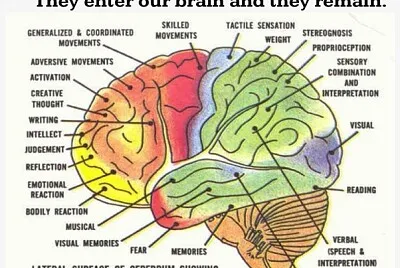 Anatomy of Brain