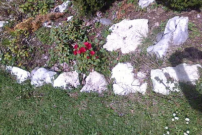 Rhododendrons Chaumont