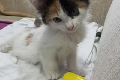 פאזל של Gato