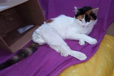 פאזל של Gato