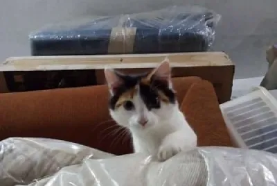 פאזל של Gato