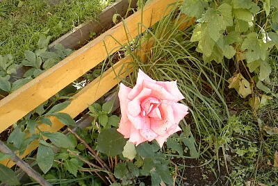 פאזל של rose
