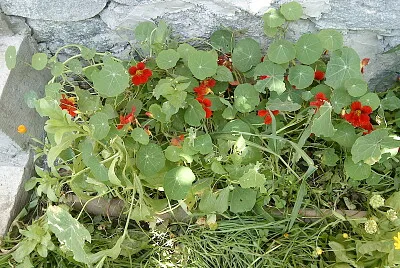 פאזל של flower