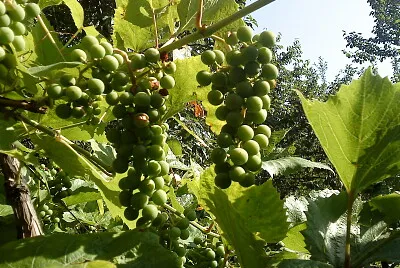 grapes