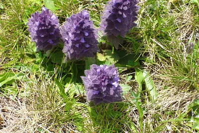 פאזל של flower