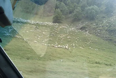 פאזל של shatili sheeps