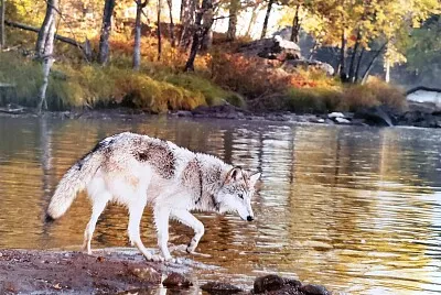 Lobo en un lago-bosque