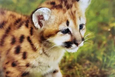 Pequeño Tigre