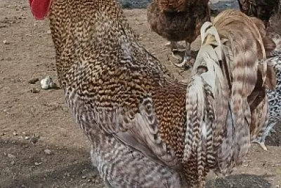 Le coq de Bavière
