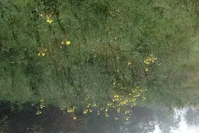 fiori di montagna jigsaw puzzle