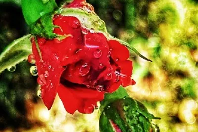 rose