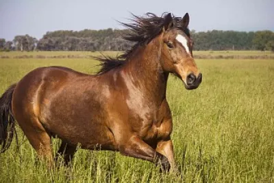 horse jigsaw puzzle