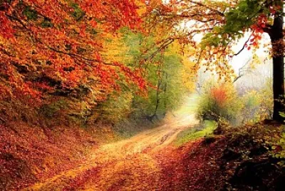 Camino otoñal jigsaw puzzle