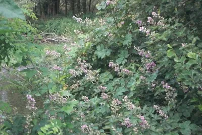 fiori di rovo jigsaw puzzle