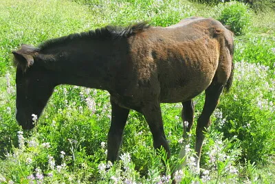 potrillo