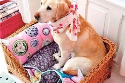perro