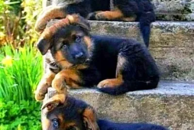 perro jigsaw puzzle