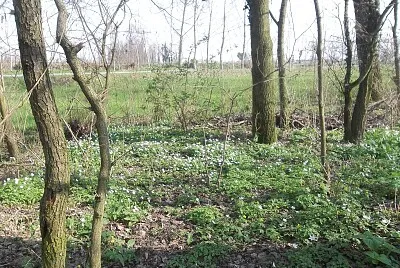 fiori in primavera jigsaw puzzle