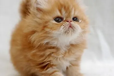Gato persa bebe