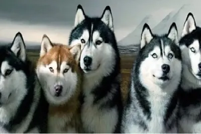 Huskie